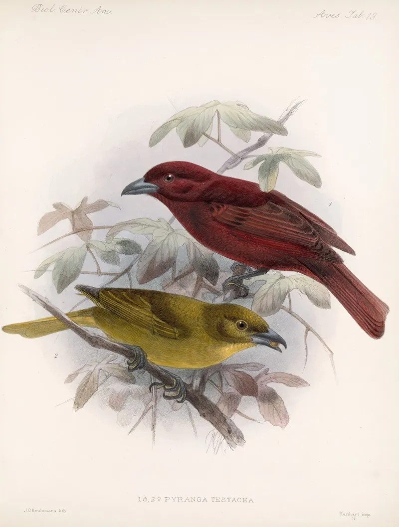 Aves Pl 20 Wall Art by Frederick DuCane Godman - High-Resolution Digital Print