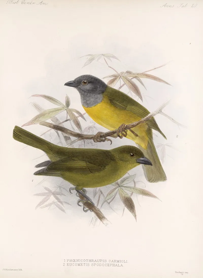 Aves Pl 21 Wall Art by Frederick DuCane Godman - High-Resolution Digital Print