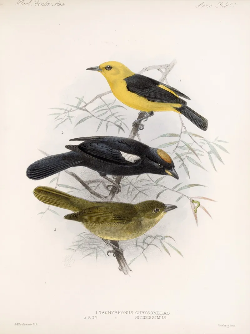 Aves Pl 22 Wall Art by Frederick DuCane Godman - High-Resolution Digital Print