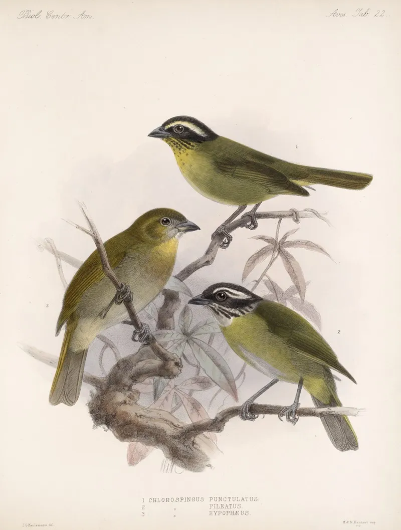 Aves Pl 23 Wall Art by Frederick DuCane Godman - High-Resolution Digital Print