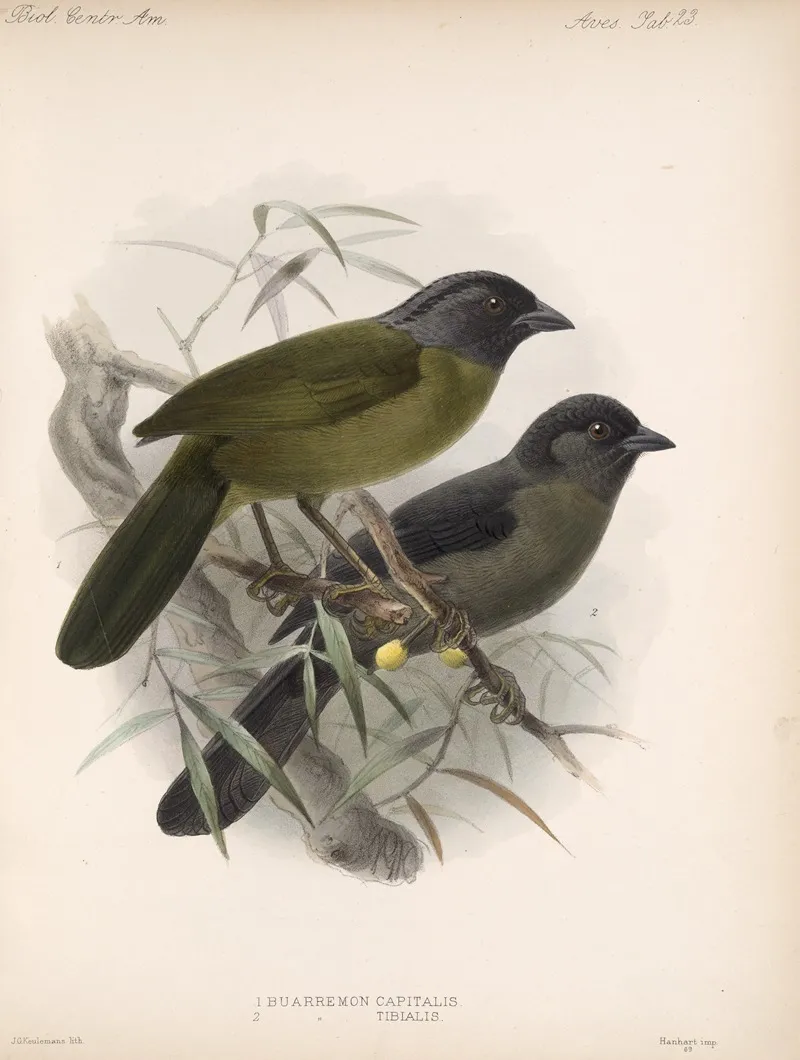 Aves Pl 24 Wall Art by Frederick DuCane Godman - High-Resolution Digital Print