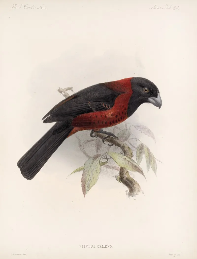 Aves Pl 25 Wall Art by Frederick DuCane Godman - High-Resolution Digital Print