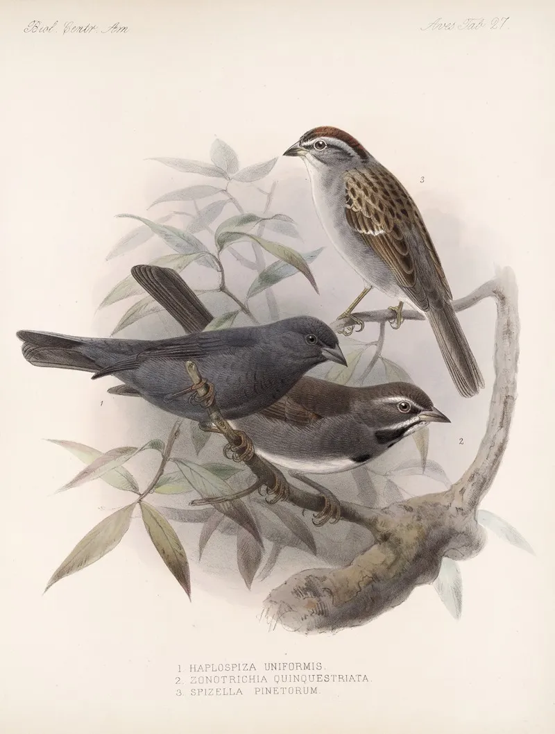 Aves Pl 28 Wall Art by Frederick DuCane Godman - High-Resolution Digital Print