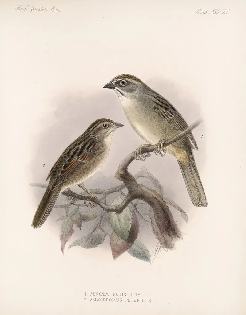 Aves Pl 29 Wall Art by Frederick DuCane Godman - High-Resolution Digital Print