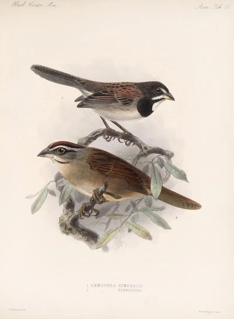 Aves Pl 30 Wall Art by Frederick DuCane Godman - High-Resolution Digital Print