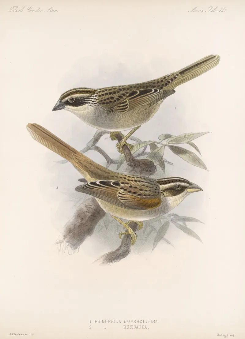Aves Pl 31 Wall Art by Frederick DuCane Godman - High-Resolution Digital Print