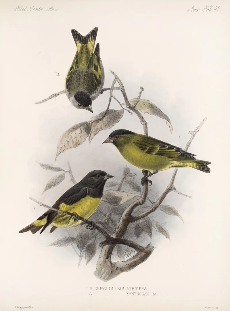 Aves Pl 32 Wall Art by Frederick DuCane Godman - High-Resolution Digital Print