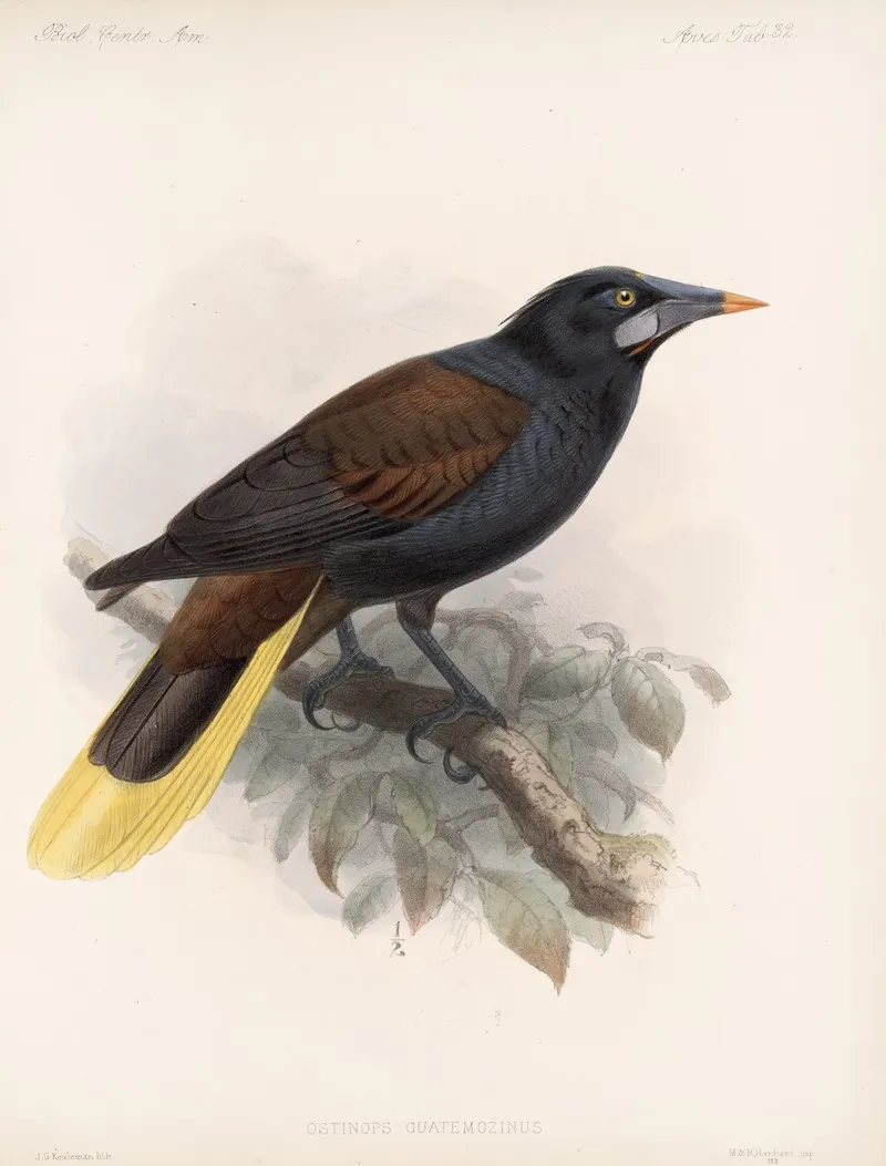 Aves Pl 33 Wall Art by Frederick DuCane Godman - High-Resolution Digital Print