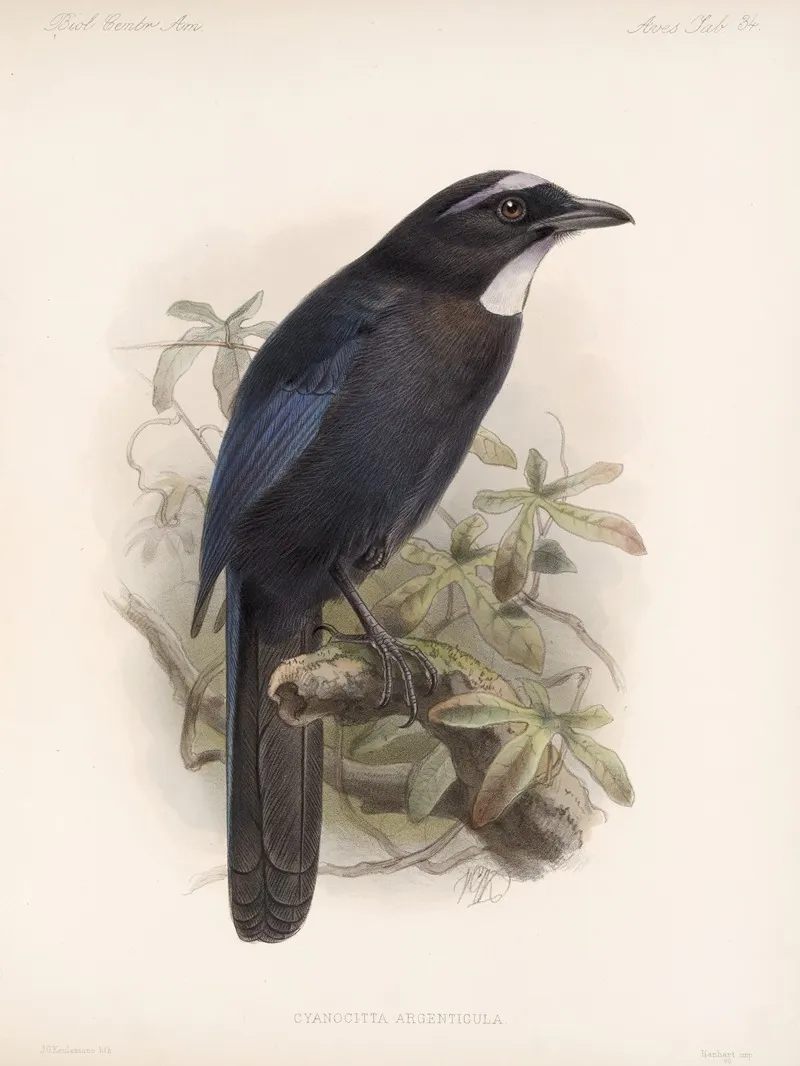 Aves Pl 35 Wall Art by Frederick DuCane Godman - High-Resolution Digital Print