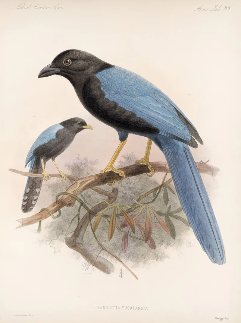 Aves Pl 36 Wall Art by Frederick DuCane Godman - High-Resolution Digital Print
