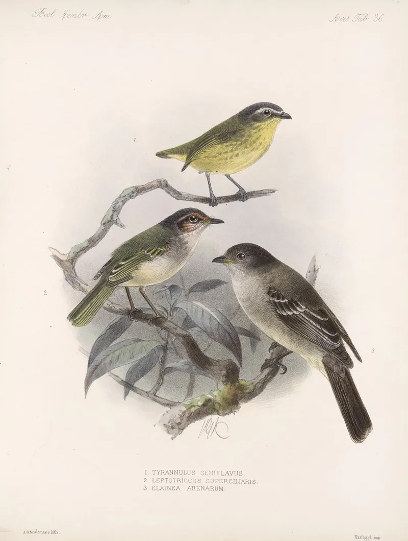 Aves Pl 37 Wall Art by Frederick DuCane Godman - High-Resolution Digital Print