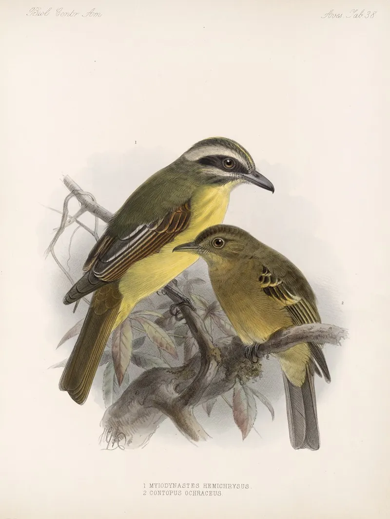 Aves Pl 39 Wall Art by Frederick DuCane Godman - High-Resolution Digital Print