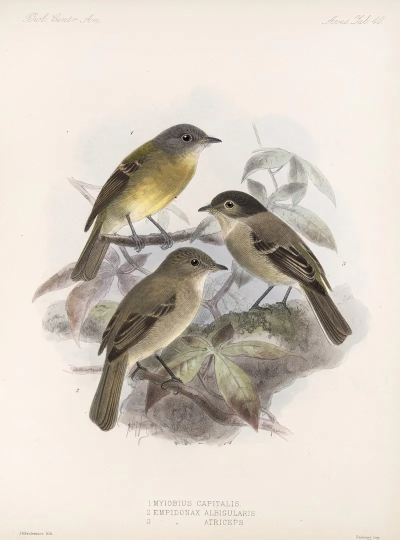 Aves Pl 41 Wall Art by Frederick DuCane Godman - High-Resolution Digital Print
