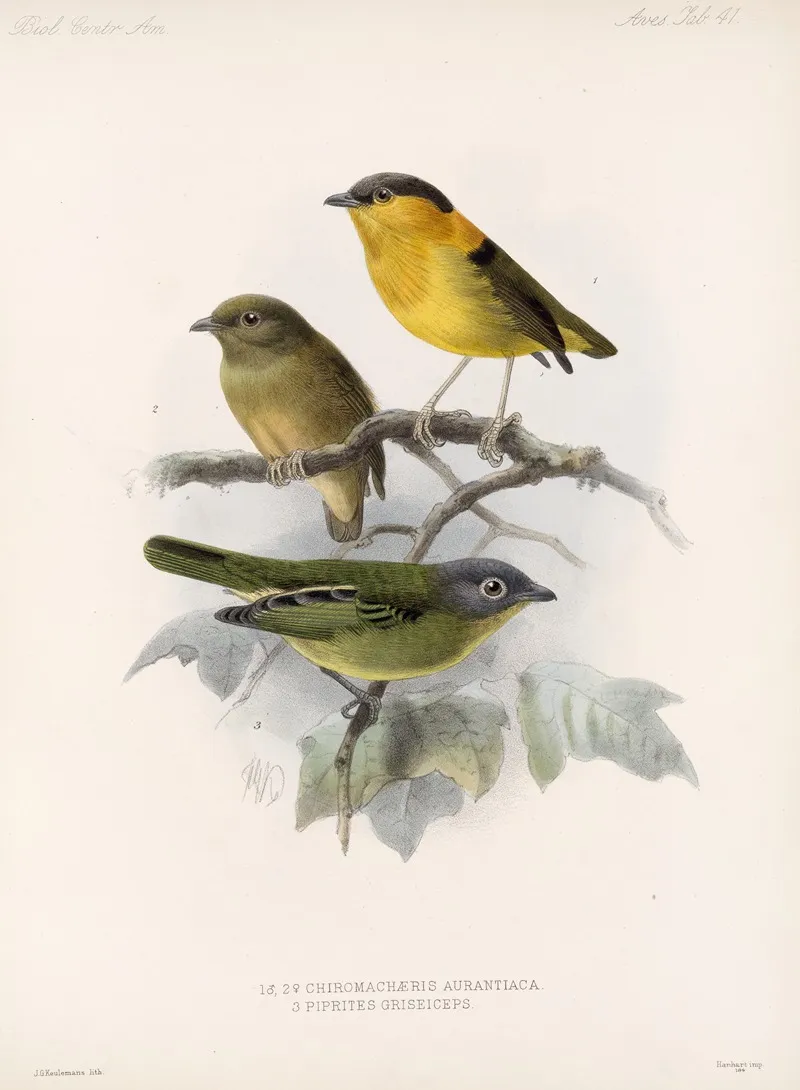 Aves Pl 42 Wall Art by Frederick DuCane Godman - High-Resolution Digital Print