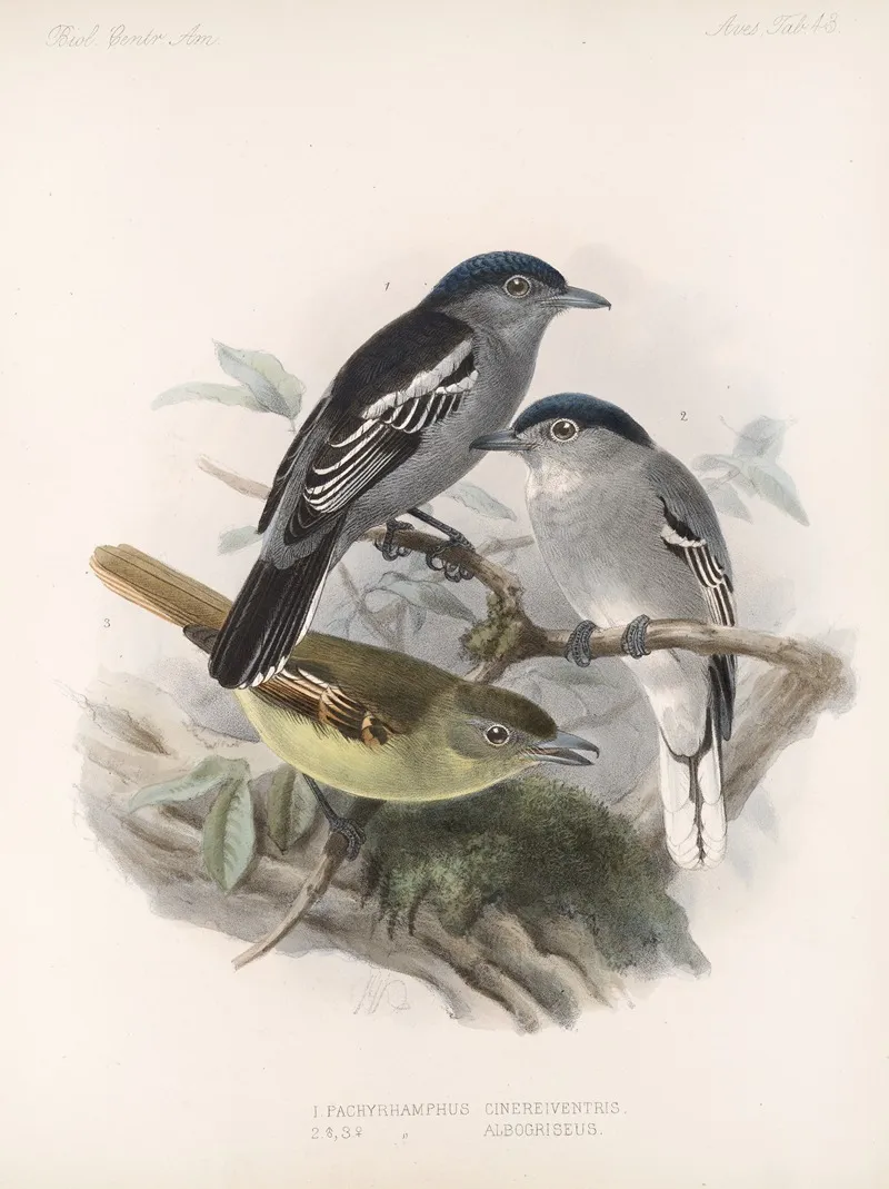 Aves Pl 44 Wall Art by Frederick DuCane Godman - High-Resolution Digital Print