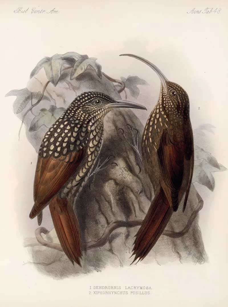 Aves Pl 49 Wall Art by Frederick DuCane Godman - High-Resolution Digital Print