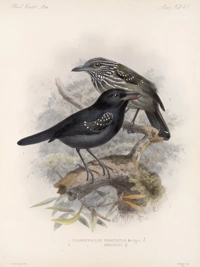 Aves Pl 50 Wall Art by Frederick DuCane Godman - High-Resolution Digital Print