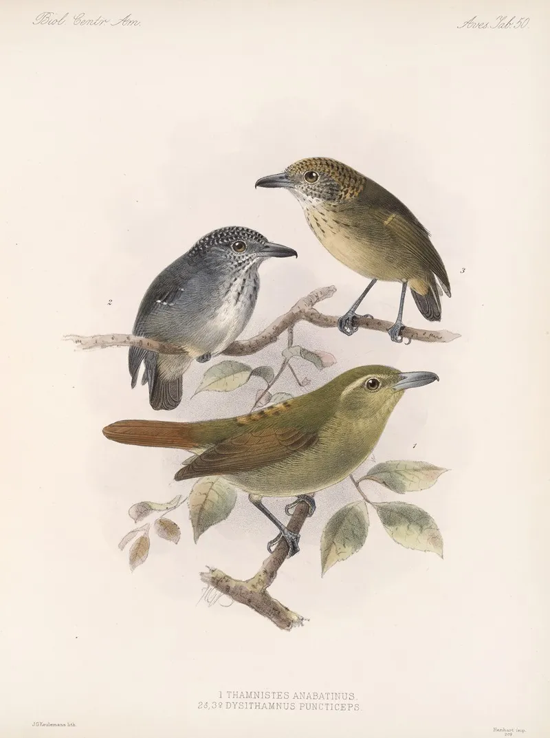 Aves Pl 51 Wall Art by Frederick DuCane Godman - High-Resolution Digital Print