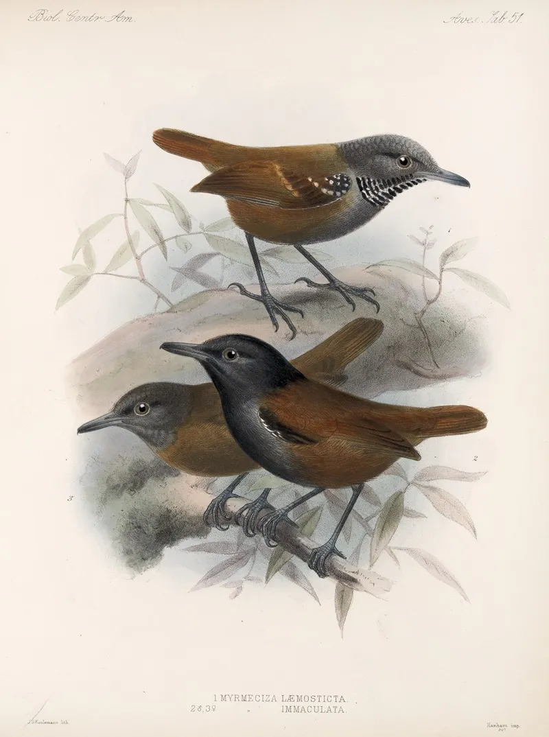 Aves Pl 52 Wall Art by Frederick DuCane Godman - High-Resolution Digital Print