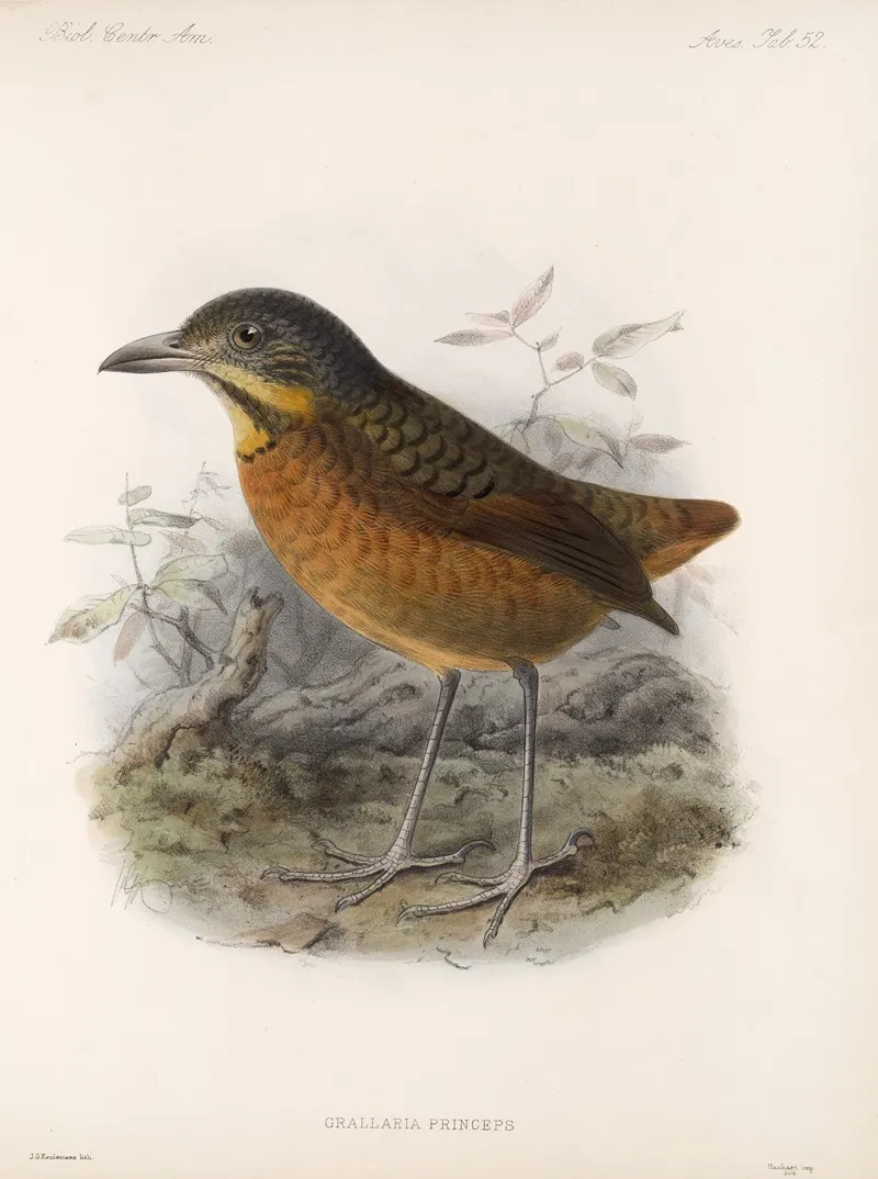 Aves Pl 53 Wall Art by Frederick DuCane Godman - High-Resolution Digital Print