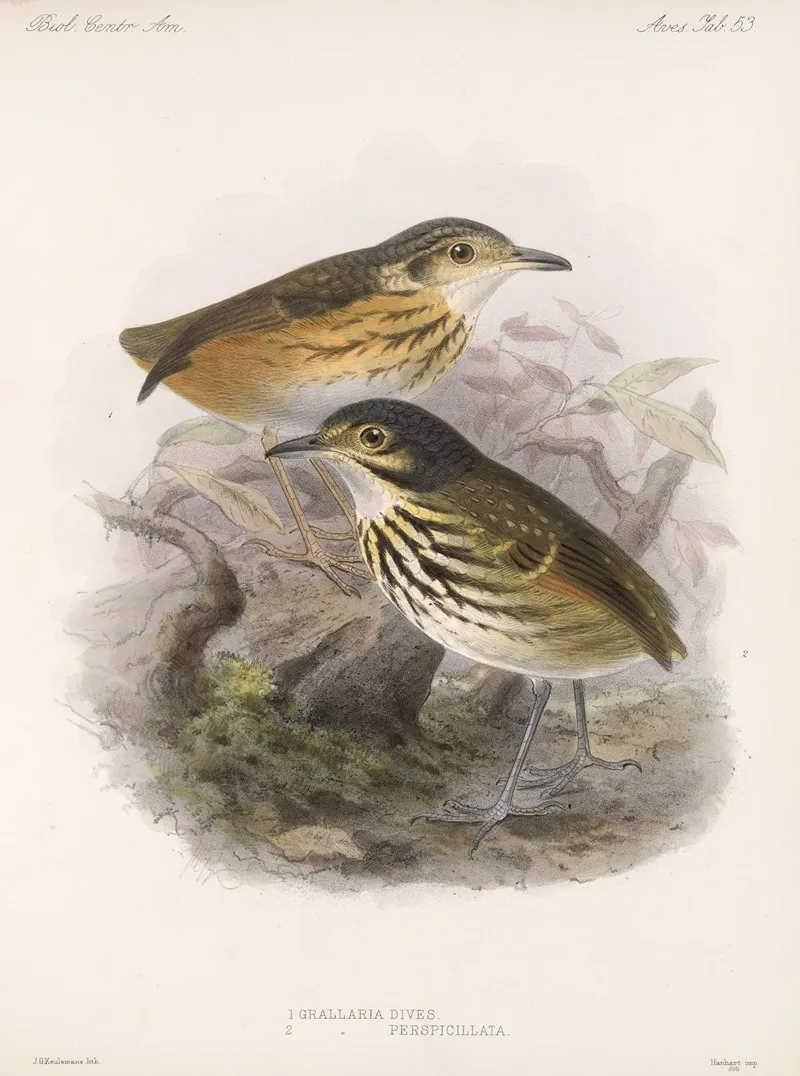 Aves Pl 54 Wall Art by Frederick DuCane Godman - High-Resolution Digital Print