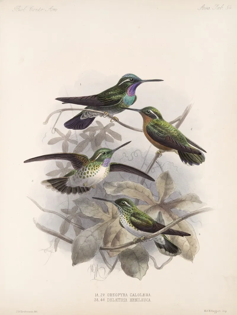 Aves Pl 55 Wall Art by Frederick DuCane Godman - High-Resolution Digital Print