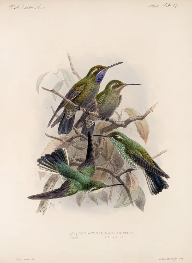 Aves Pl 56 Wall Art by Frederick DuCane Godman - High-Resolution Digital Print