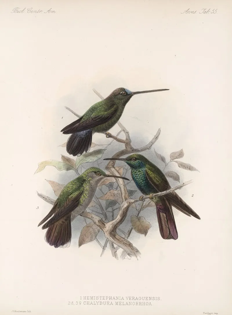 Aves Pl 57 Wall Art by Frederick DuCane Godman - High-Resolution Digital Print