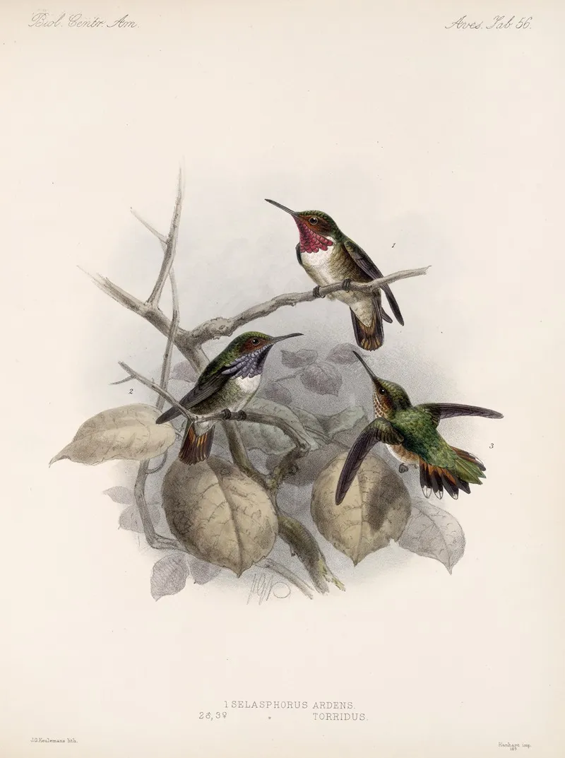Aves Pl 58 Wall Art by Frederick DuCane Godman - High-Resolution Digital Print