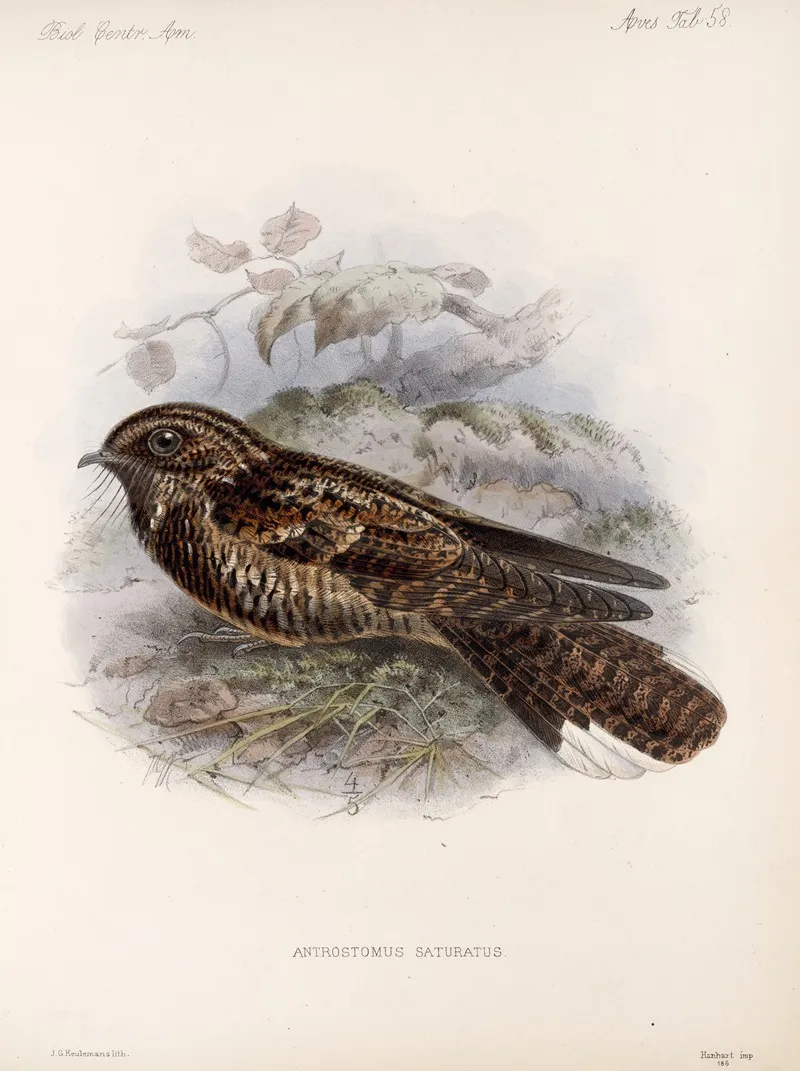 Aves Pl 60 Wall Art by Frederick DuCane Godman - High-Resolution Digital Print