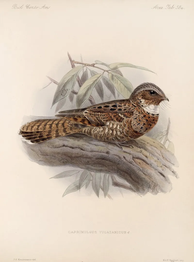 Aves Pl 61 Wall Art by Frederick DuCane Godman - High-Resolution Digital Print