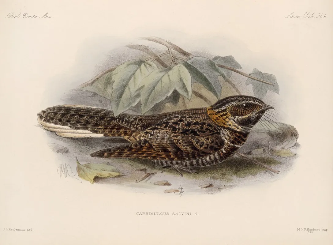 Aves Pl 62 Wall Art by Frederick DuCane Godman - High-Resolution Digital Print