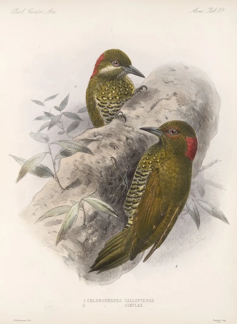 Aves Pl 63 Wall Art by Frederick DuCane Godman - High-Resolution Digital Print