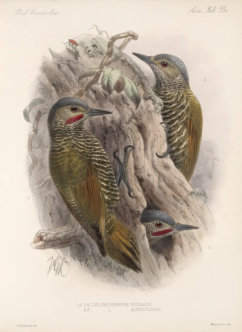 Aves Pl 64 Wall Art by Frederick DuCane Godman - High-Resolution Digital Print