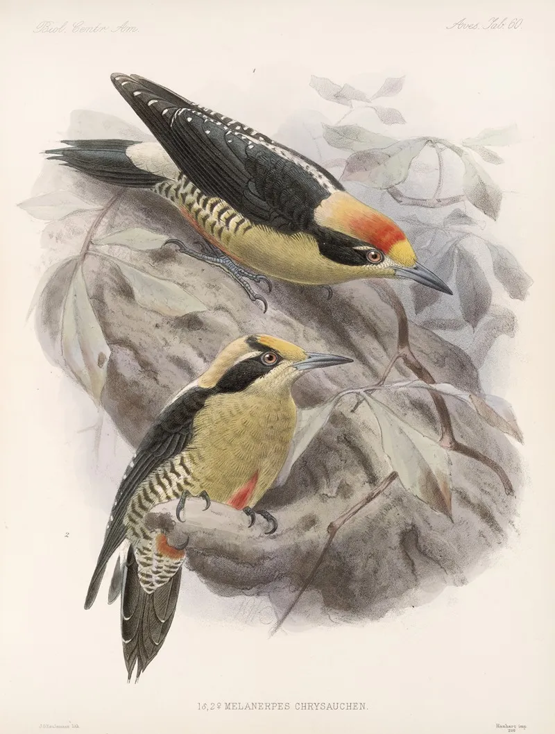 Aves Pl 65 Wall Art by Frederick DuCane Godman - High-Resolution Digital Print