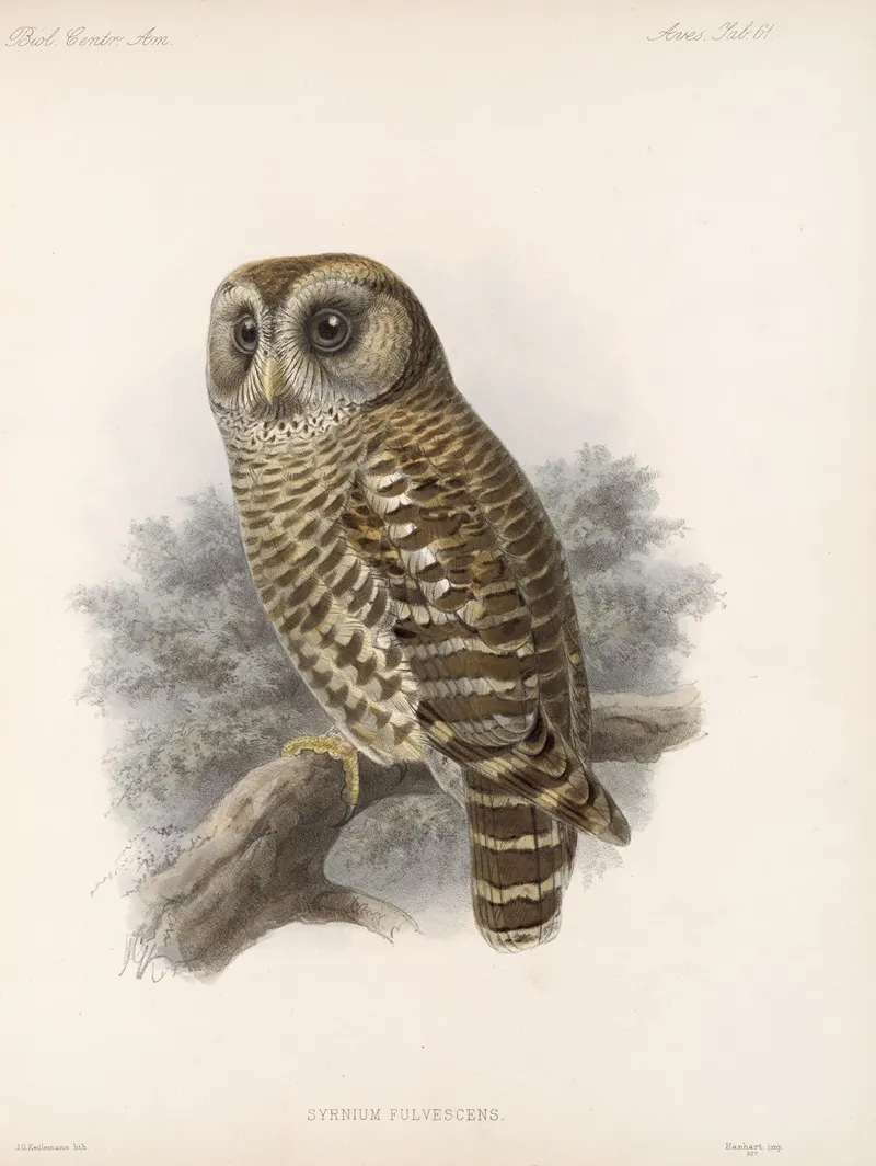 Aves Pl 66 Wall Art by Frederick DuCane Godman - High-Resolution Digital Print