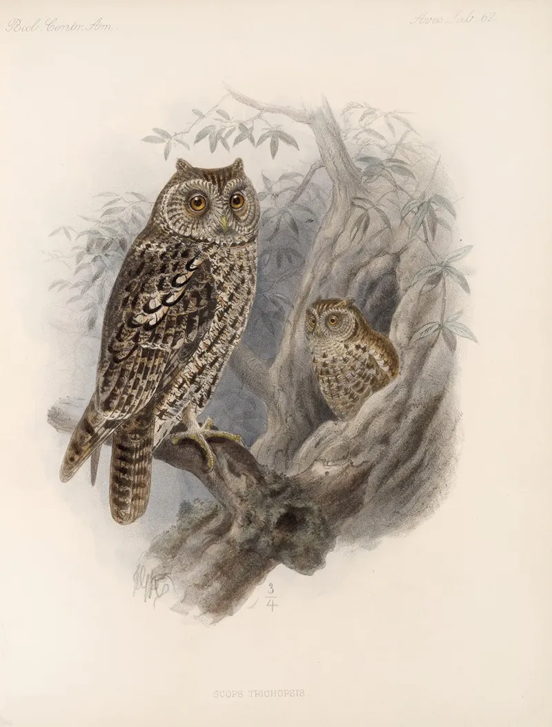 Aves Pl 67 Wall Art by Frederick DuCane Godman - High-Resolution Digital Print
