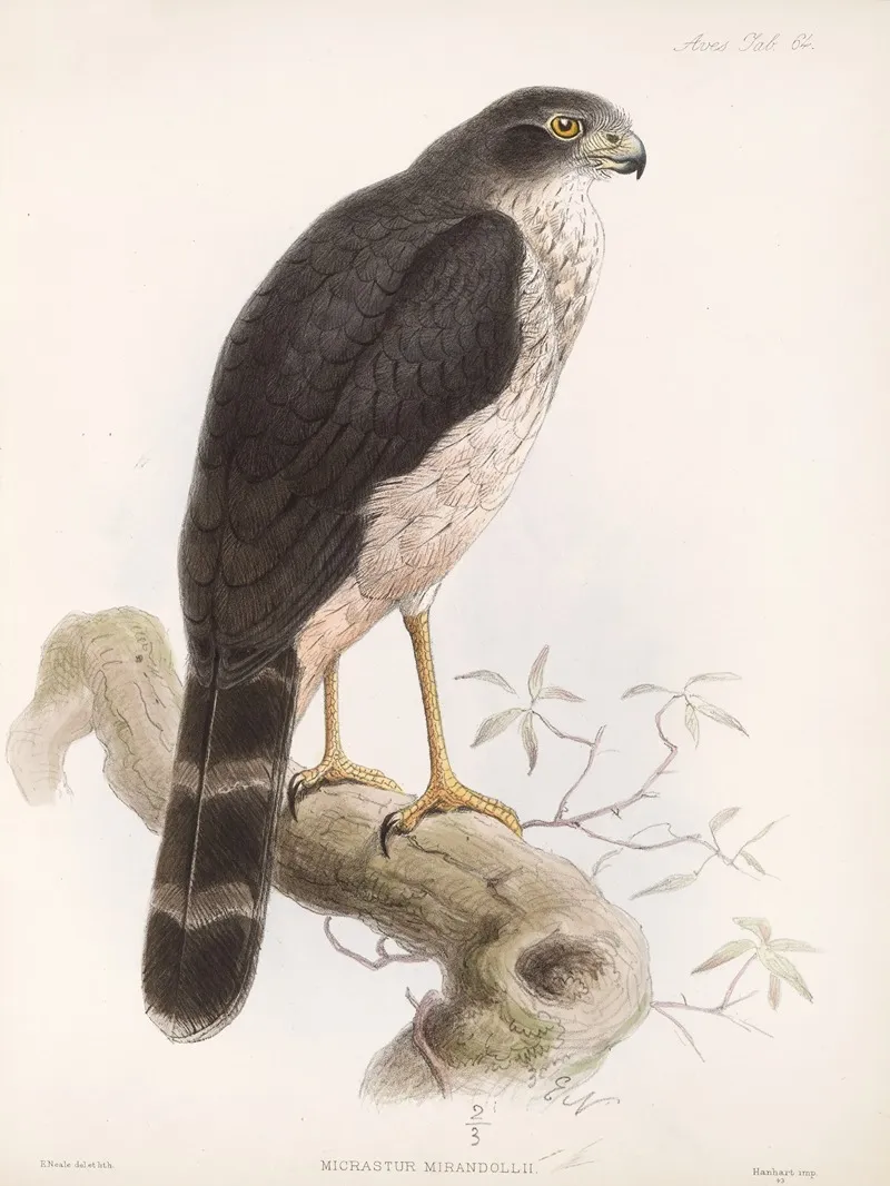 Aves Pl 69 Wall Art by Frederick DuCane Godman - High-Resolution Digital Print