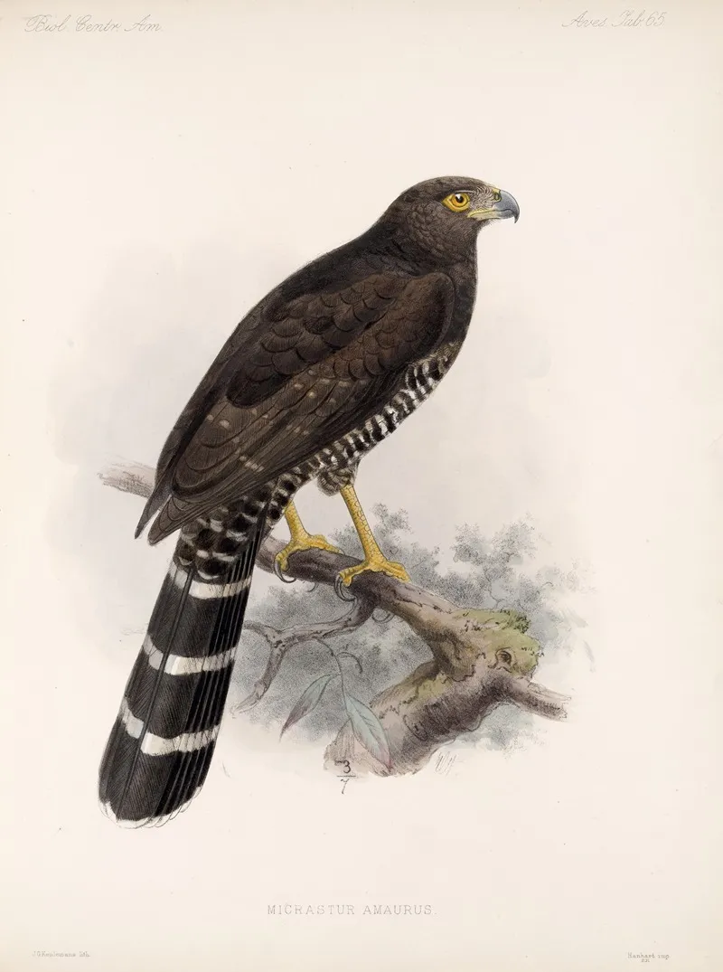 Aves Pl 70 Wall Art by Frederick DuCane Godman - High-Resolution Digital Print