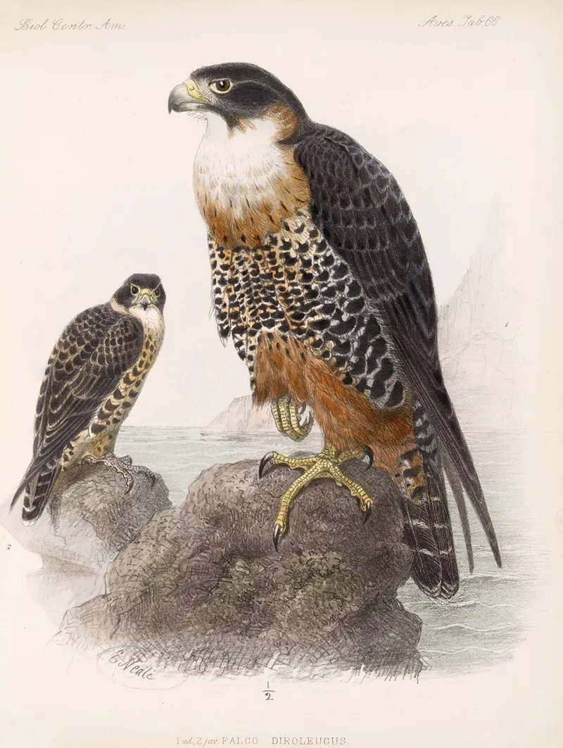 Aves Pl 71 Wall Art by Frederick DuCane Godman - High-Resolution Digital Print