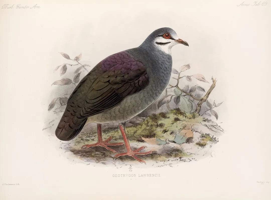 Aves Pl 74 Wall Art by Frederick DuCane Godman - High-Resolution Digital Print