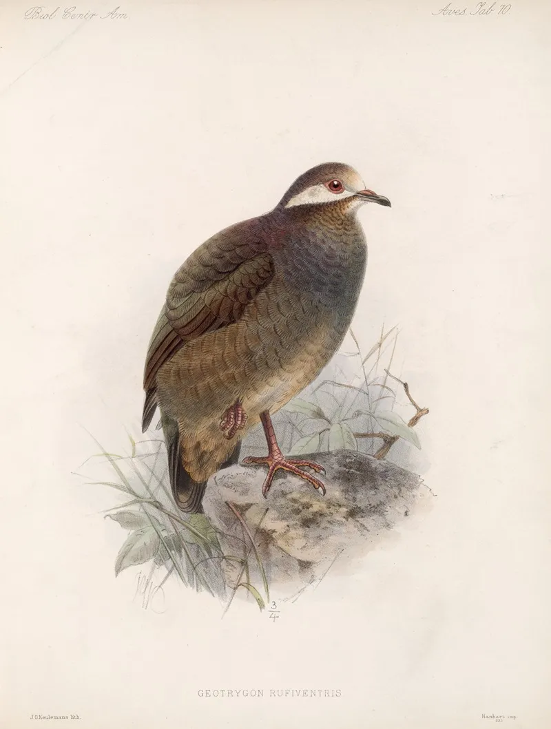 Aves Pl 75 Wall Art by Frederick DuCane Godman - High-Resolution Digital Print