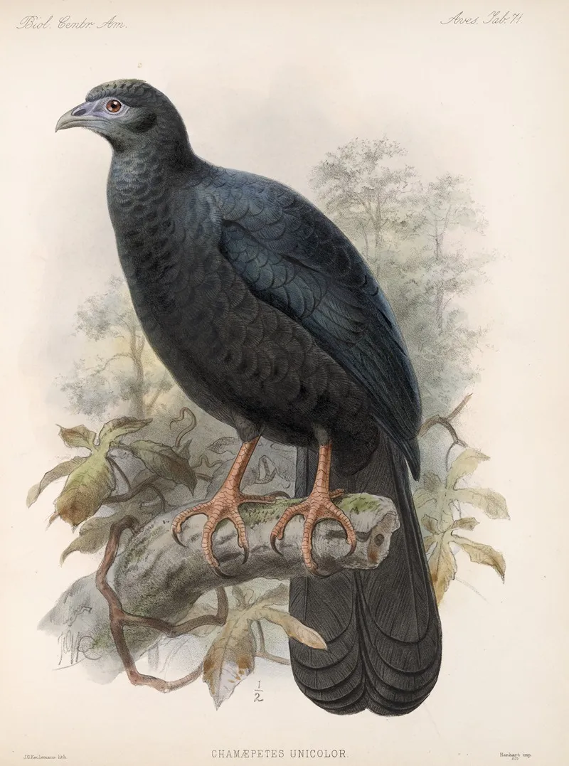 Aves Pl 76 Wall Art by Frederick DuCane Godman - High-Resolution Digital Print