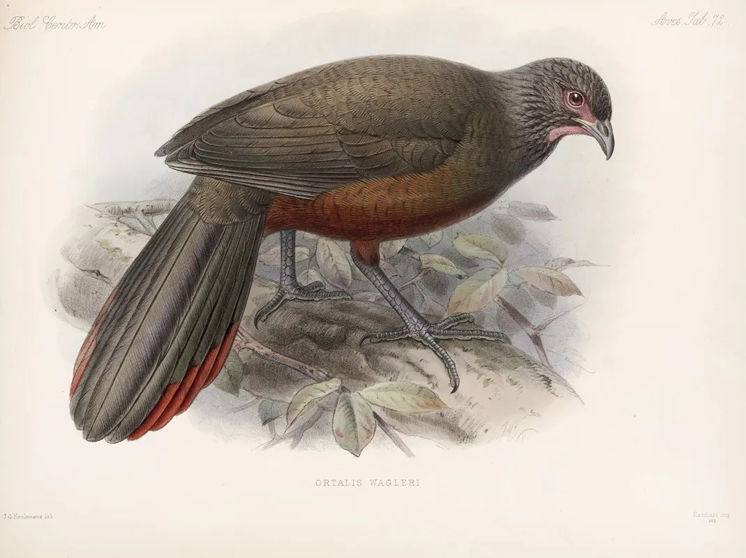 Aves Pl 77 Wall Art by Frederick DuCane Godman - High-Resolution Digital Print