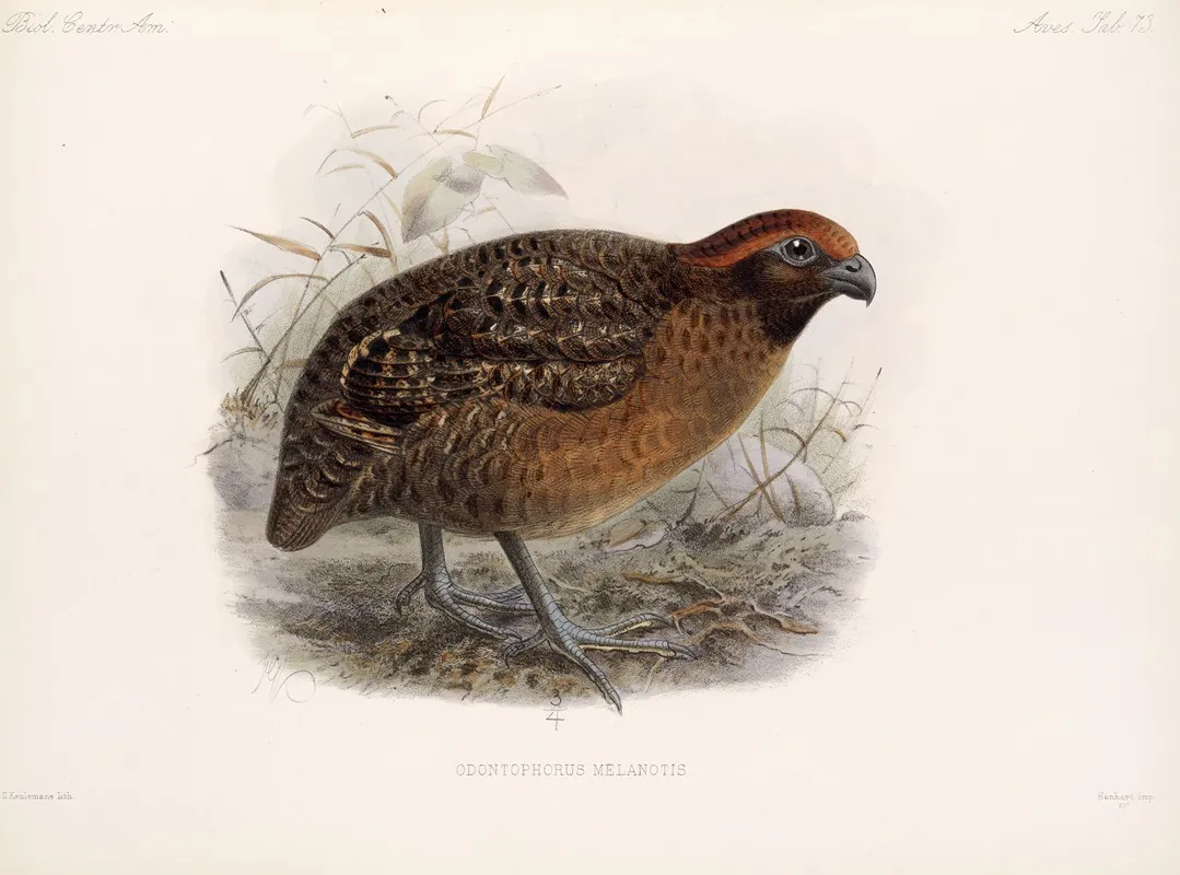 Aves Pl 78 Wall Art by Frederick DuCane Godman - High-Resolution Digital Print