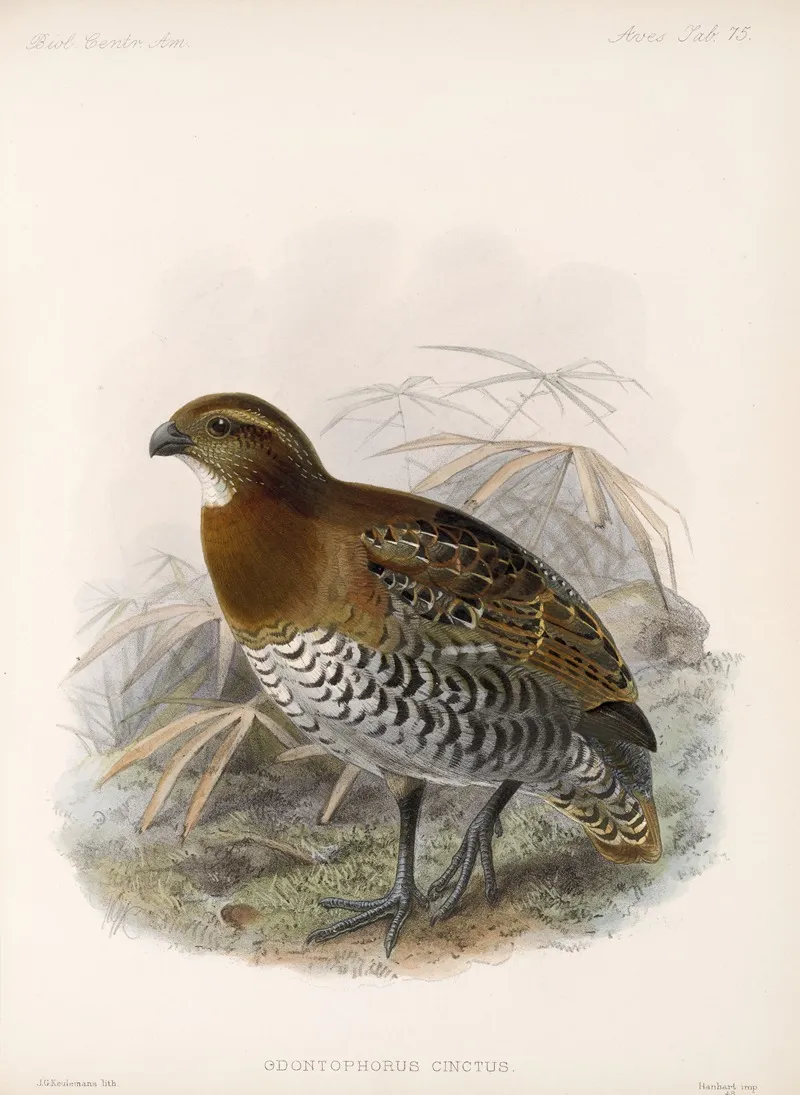 Aves Pl 80 Wall Art by Frederick DuCane Godman - High-Resolution Digital Print