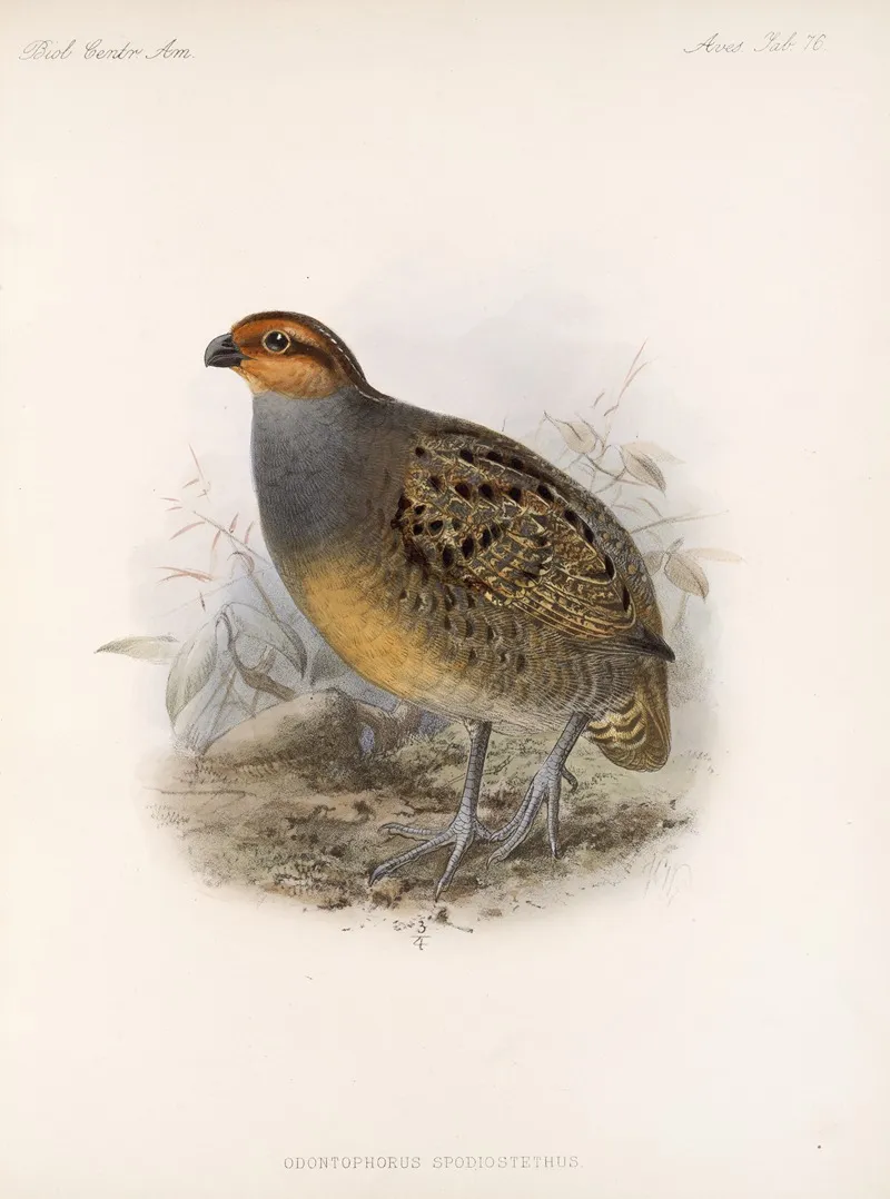 Aves Pl 81 Wall Art by Frederick DuCane Godman - High-Resolution Digital Print