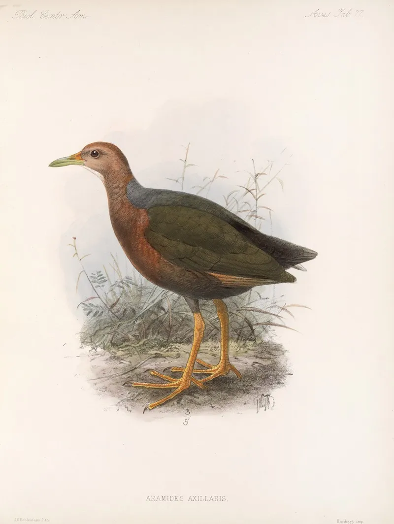 Aves Pl 82 Wall Art by Frederick DuCane Godman - High-Resolution Digital Print