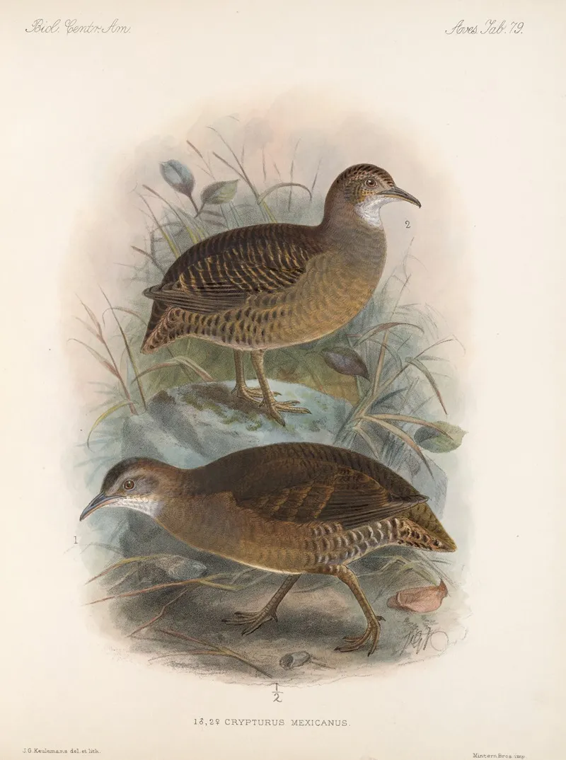 Aves Pl 84 Wall Art by Frederick DuCane Godman - High-Resolution Digital Print