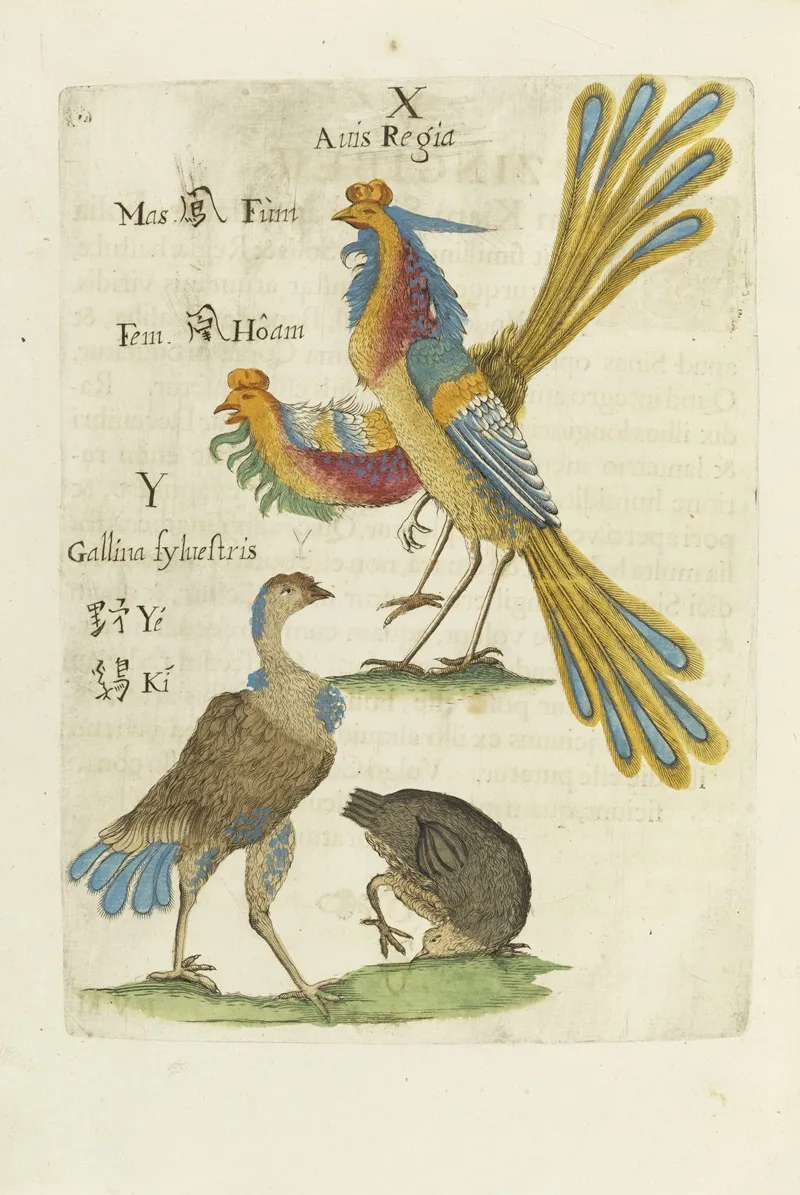 Aves Regiae Wall Art by Michał Boym - High-Resolution Digital Print